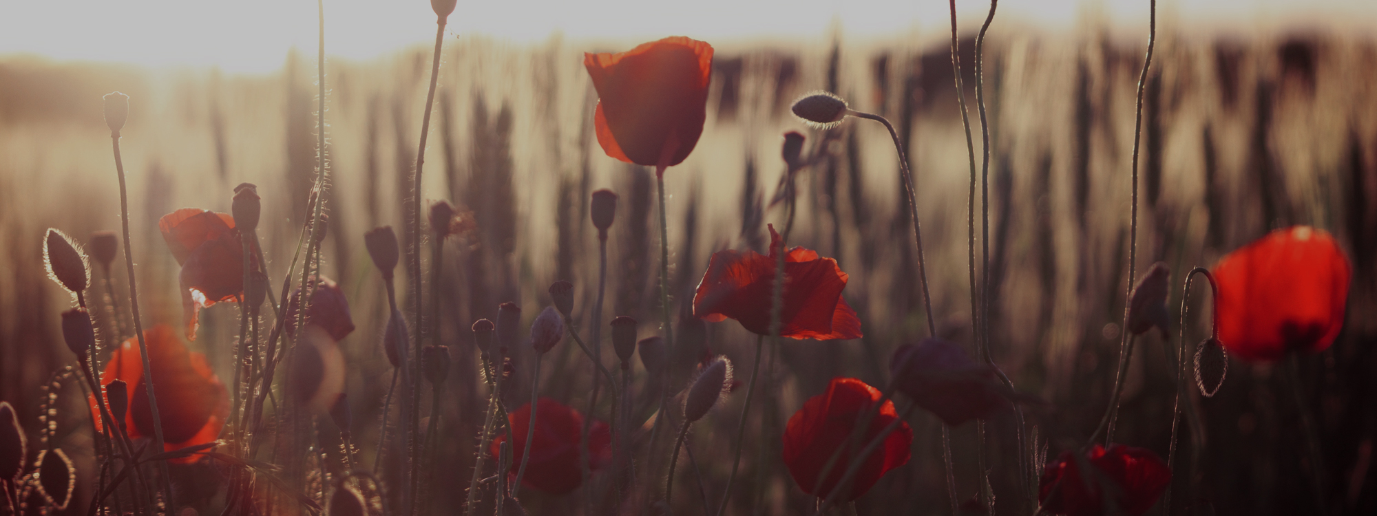 Remebrance Sunday
10th November